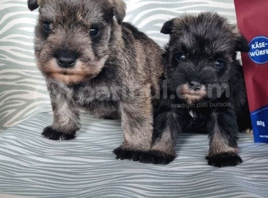 Secereli Minyatür Schnauzer Yavru(Bursa Köpek Okulu) görsel