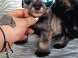 Secereli Minyatür Schnauzer Yavru(Bursa Köpek Okulu)