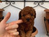Çocuklarınıza En İyi Arkadaş Poodle Bebekler