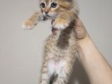 MÜKEMMEL TATLILIKTA GOLDEN TABBY SCOTTİSH FOLD YAVRULARI