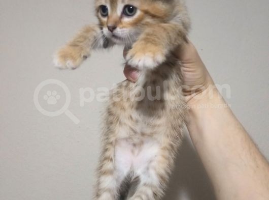 Mükemmel Tatlilikta Golden Tabby Scotti̇sh Fold Yavrulari