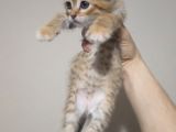 Golden Tabby Baby Face Scotti̇sh Fold Yavrularimiz