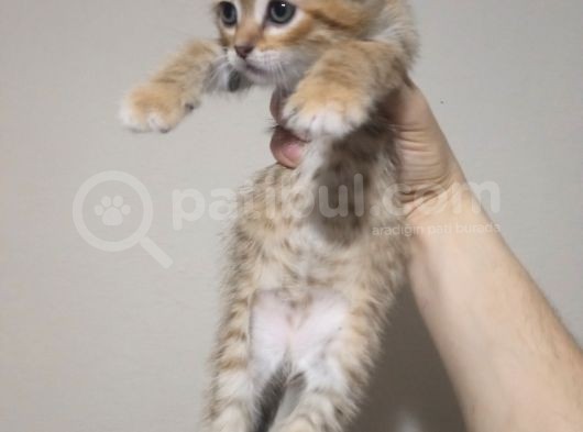 Golden Tabby Baby Face Scotti̇sh Fold Yavrularimiz görsel
