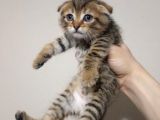 Mükemmel Tatlilikta Golden Tabby Scotti̇sh Fold Yavrulari