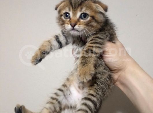 Mükemmel Tatlilikta Golden Tabby Scotti̇sh Fold Yavrulari görsel