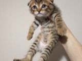 GOLDEN TABBY BABY FACE SCOTTİSH FOLD YAVRULARIMIZ