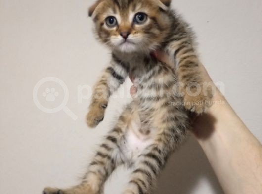 Golden Tabby Baby Face Scotti̇sh Fold Yavrularimiz