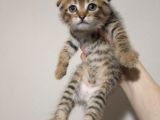 Golden Tabby Baby Face Scotti̇sh Fold Yavrularimiz