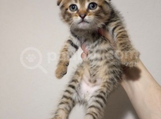 Golden Tabby Baby Face Scotti̇sh Fold Yavrularimiz görsel