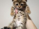 Mükemmel Tatlilikta Golden Tabby Scotti̇sh Fold Yavrulari