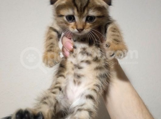 Mükemmel Tatlilikta Golden Tabby Scotti̇sh Fold Yavrulari görsel
