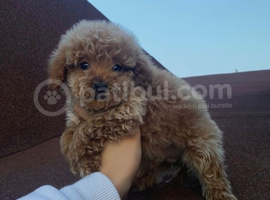 Ev Doğumlu Poodle Bebekler görsel