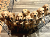 EV DOGUMU OLAN GOLDEN ERKEK YAVRULAR  UYGUN