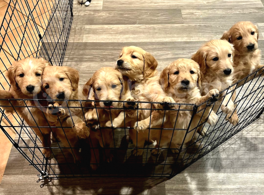 Ev Dogumu Olan Golden Erkek Yavrular  Uygun