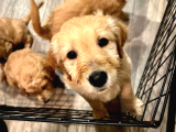 Ev Dogumu Olan Golden Erkek Yavrular  Uygun