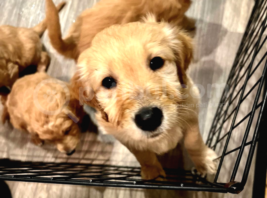 Ev Dogumu Olan Golden Erkek Yavrular  Uygun görsel