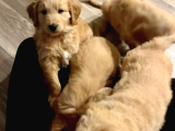 Ev Dogumu Olan Golden Erkek Yavrular  Uygun