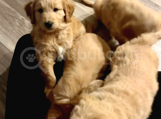 Ev Dogumu Olan Golden Erkek Yavrular  Uygun görsel