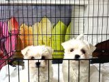 Kore Kan Maltese Terri̇er