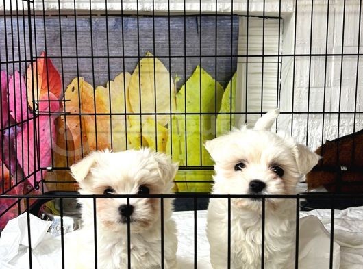 Kore Kan Maltese Terri̇er görsel