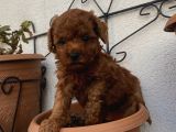 Çocuklarınıza En İyi Arkadaş Poodle Bebekler