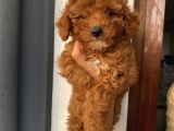 Ev Doğumlu Poodle Bebekler
