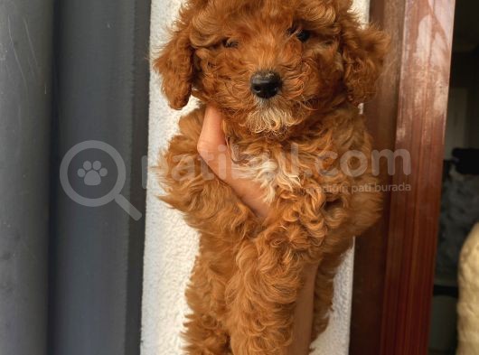 Ev Doğumlu Poodle Bebekler görsel