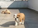 A Kali̇te İngi̇li̇z Buldog Yavrulari