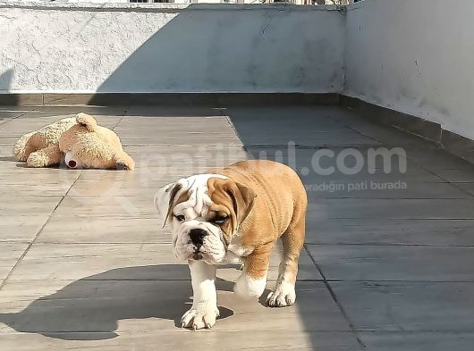 A Kali̇te İngi̇li̇z Buldog Yavrulari görsel