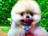 Tedy Bear Pomeranian Boo Yavr Ular