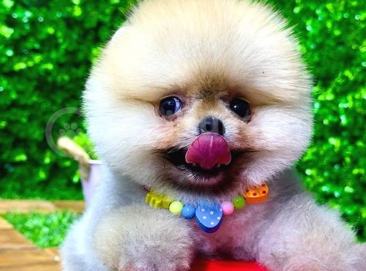 Tedy Bear Pomeranian Boo Yavr Ular görsel
