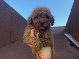 Çocuklarınıza En İyi Arkadaş Poodle Bebekler