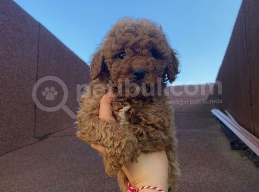 Çocuklarınıza En İyi Arkadaş Poodle Bebekler görsel
