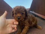 Çocuklarınıza En İyi Arkadaş Poodle Bebekler
