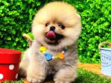 Tedy Bear Pomeranian Boo Yavr Ular