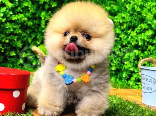 Tedy Bear Pomeranian Boo Yavr Ular görsel