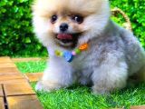 Tedy Bear Pomeranian Boo Yavr Ular