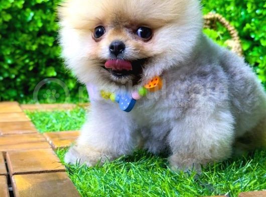 Tedy bear Pomeranian boo yavr ular