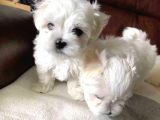 Kore Kan Maltese Terri̇er