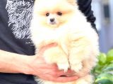 Krem Teddy Bear Pomerani̇an Boo