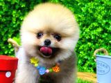 Tedy Bear Pomeranian Boo Yavr Ular