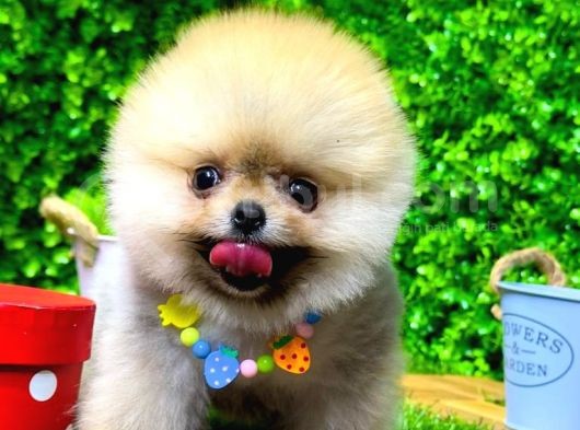 Tedy Bear Pomeranian Boo Yavr Ular görsel