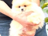 KREM TEDDY BEAR POMERANİAN BOO