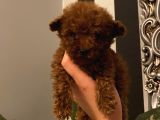Ev Doğumlu Poodle Bebekler