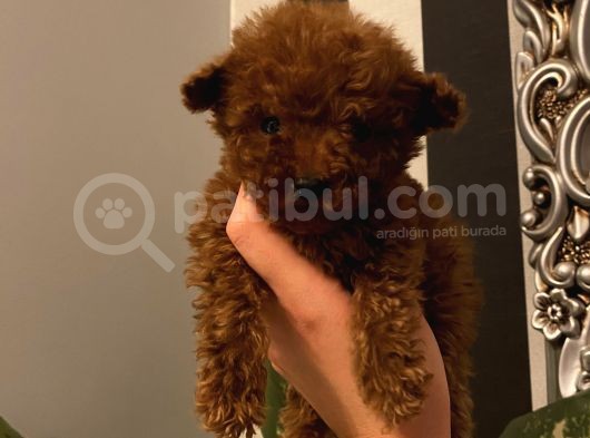 Ev Doğumlu Poodle Bebekler görsel