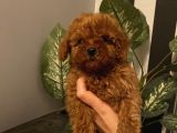 Ev Doğumlu Poodle Bebekler