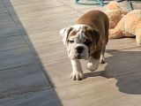A KALİTE İNGİLİZ BULDOG YAVRULARI