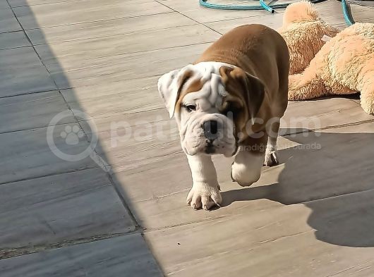 A Kali̇te İngi̇li̇z Buldog Yavrulari