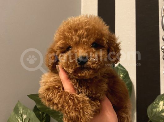 Ev Doğumlu Poodle Bebekler görsel