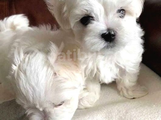Kore Kan Maltese Terri̇er görsel
